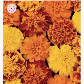 Бархатцы Бонанза