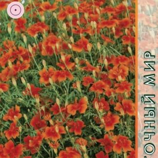 Бархатцы Красный самоцвет тонколистные