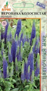 Вероника колосистая Голубая