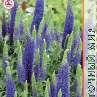 Вероника колосистая Голубая