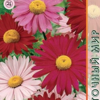 Пиретрум Гиганты Робинсона