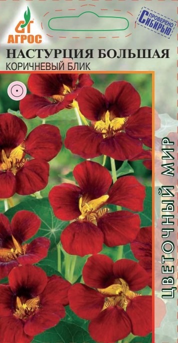 Настурция Большая Коричневый Блик