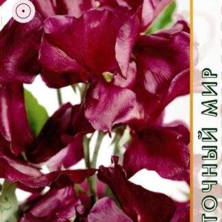 Горошек душистый Кеннет