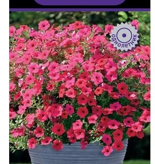 Петуния каскадная Тайдал Вейв Черри