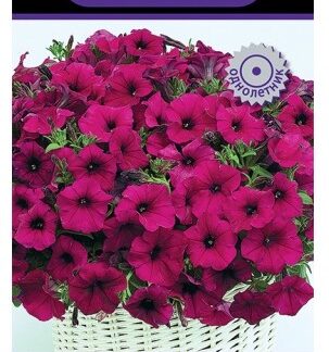 Петуния мультифлора Джоконда Виолет
