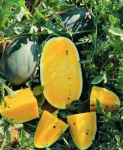 Коллекционный арбуз КАРАМБА