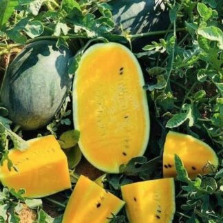 Коллекционный арбуз КАРАМБА
