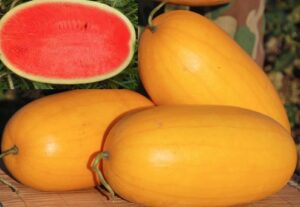 Коллекционный арбуз Голден Сан