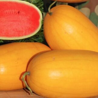 Коллекционный арбуз Голден Сан