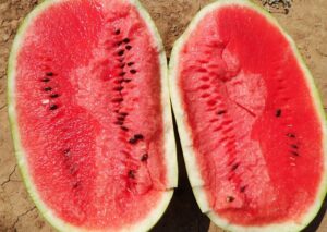 Коллекционный арбуз ТамТам