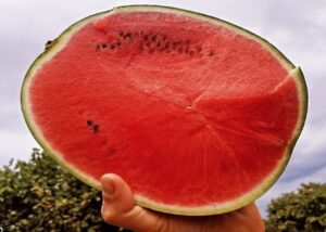 Коллекционный арбуз Амазон