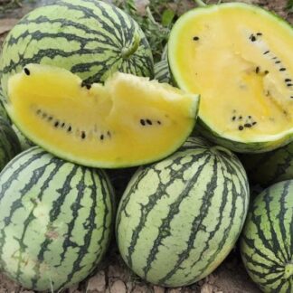 Коллекционный арбуз Шампань