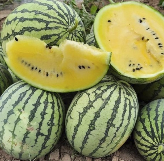 Коллекционный арбуз Шампань