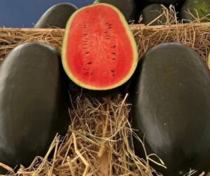 Коллекционный арбуз Блэк Мамба