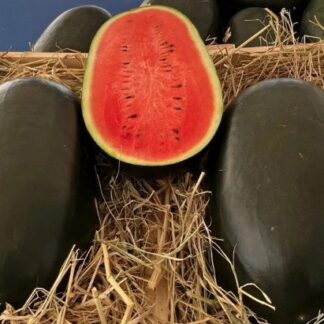 Коллекционный арбуз Блэк Мамба