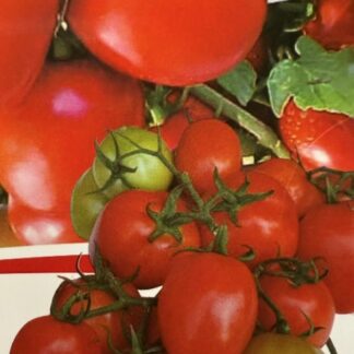 Коллекционный томат Тайский Экстра 390  F1