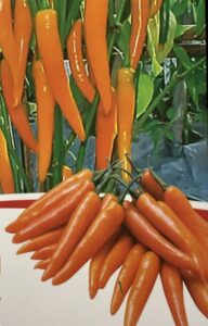 Коллекционный острый перец Тайский Золотая звезда F1