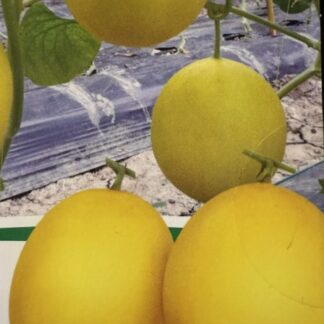 Коллекционная дыня Каноккан 108 F1