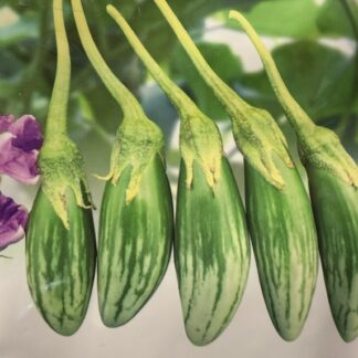 Баклажан Тайский зеленый