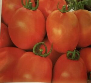 Коллекционный томат Тайский Кедр