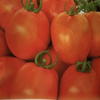 Коллекционный томат Тайский Кедр