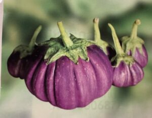 Баклажан Тайский фиолетовый
