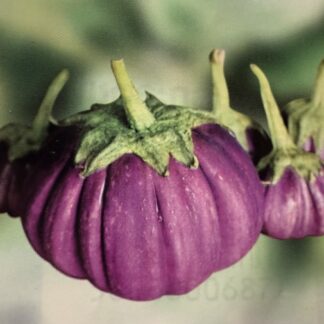 Баклажан Тайский фиолетовый