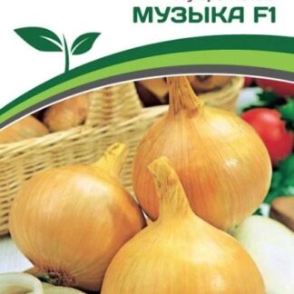 Лук репчатый МУЗЫКА F1