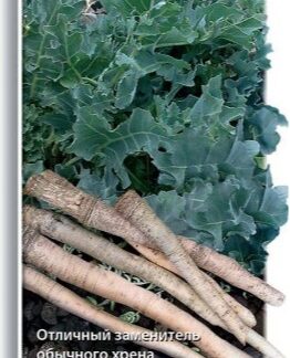 Катран (хрен) Аккорд