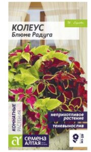 Колеус Блюме Радуга смесь