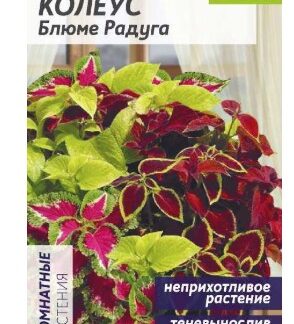 Колеус Блюме Радуга смесь