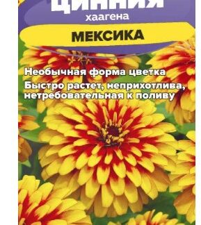 Цинния Мексика хаагена