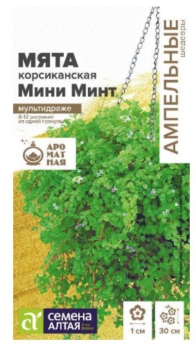 Мята Мини минт декоративная корсиканская