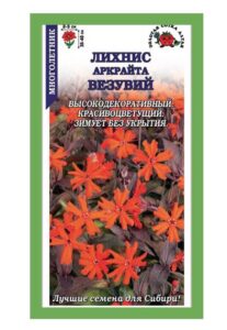 Лихнис Аркрайта Везувий