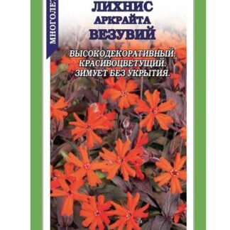 Лихнис Аркрайта Везувий