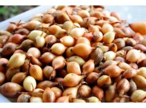 Лук Севок Стурон