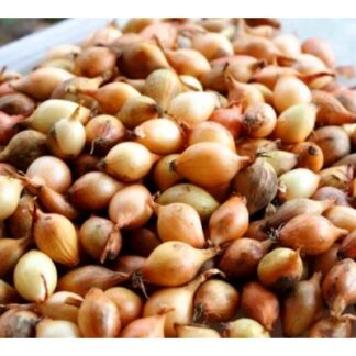 Лук Севок Стурон