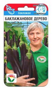 Баклажан Баклажановое дерево