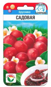 Брусника Садовая