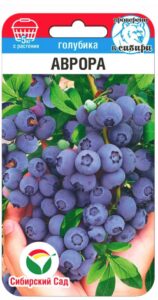 Голубика Аврора