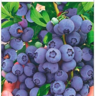 Голубика Аврора