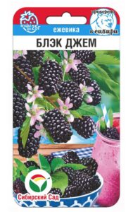 Ежевика Блэк Джем