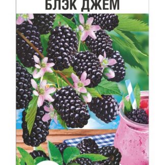 Ежевика Блэк Джем