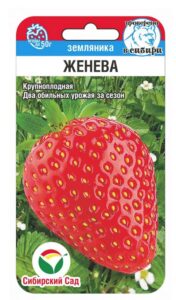 Земляника Женева
