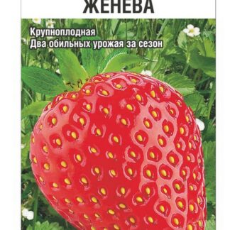 Земляника Женева
