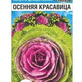 Капуста декор Осенняя красавица