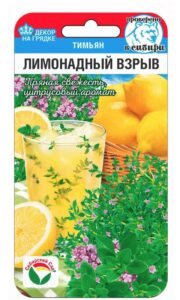 Тимьян Лимонадный взрыв