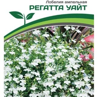Лобелия ампельная РЕГАТТА УАЙТ
