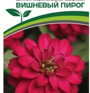 Цинния ВИШНЕВЫЙ ПИРОГ / мариландская махровая