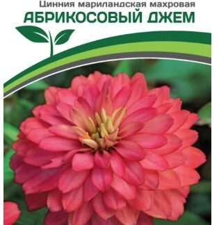 Цинния АБРИКОСОВЫЙ ДЖЕМ / мариландская махровая